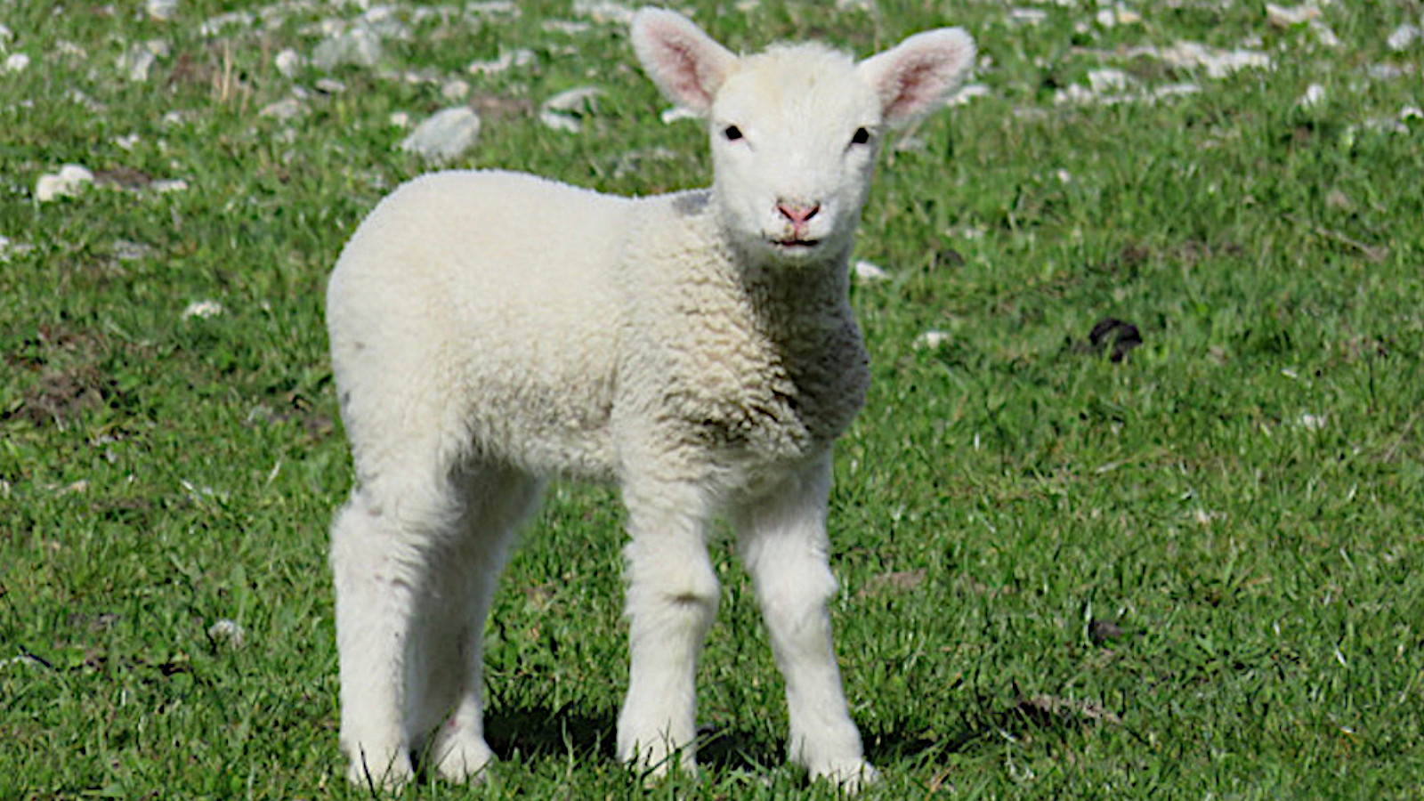 MAMAN, C’EST QUOI UN ABSTENTIONNISTE ?